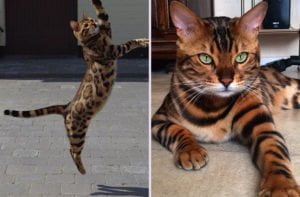 Thor, o gato do pelo perfeito