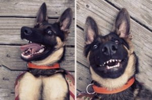 20 fotos de cachorros completamente felizes com a situação em que estão