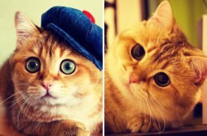 Conheça Hosico, o gato que conquistou o mundo todo