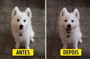 Dê amor ao seu bichinho: Veja como é importante o carinho para eles!