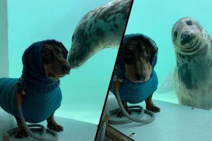 Um Salsicha e um filhote de foca se conheceram e se tornaram melhores amigos imediatamente