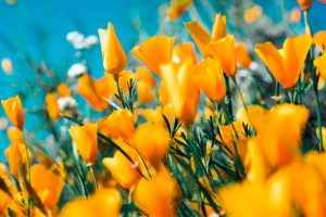 50 Mensagens Espirituais para Alimentar a fé na Cura de Deus