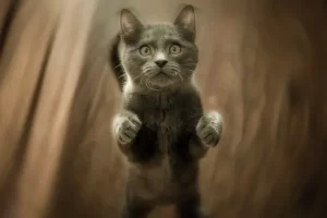 O que significa Sonhar com Gato? Especialista Explica!