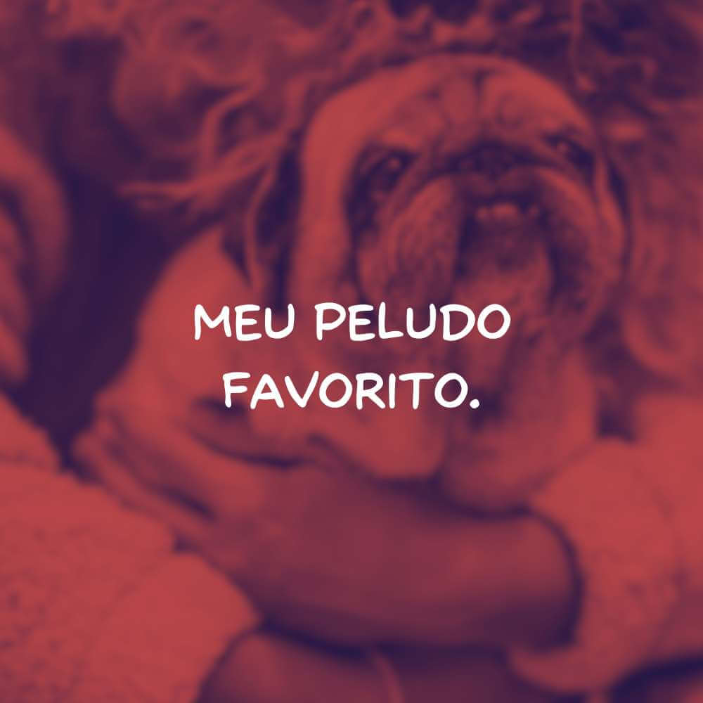 Legendas para Fotos no Instagram com seu Cachorro