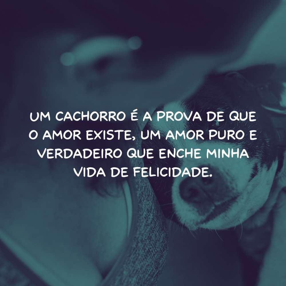 Frases para Celebrar o Amor Canino